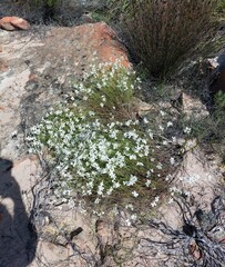 Heliophila juncea