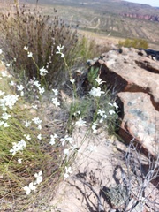 Heliophila juncea