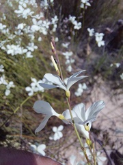 Heliophila juncea
