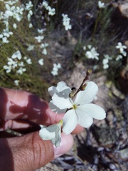 Heliophila juncea