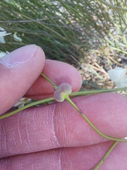 Heliophila juncea