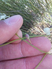 Heliophila juncea