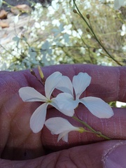 Heliophila juncea