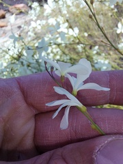 Heliophila juncea