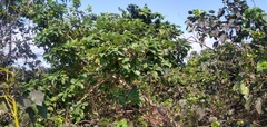 Ficus mucuso