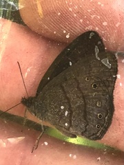 Hermeuptychia hermes