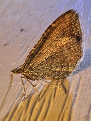 Orthonama obstipata