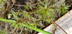 Myriophyllum robustum