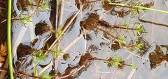 Myriophyllum robustum