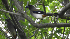 Dendrocitta formosae