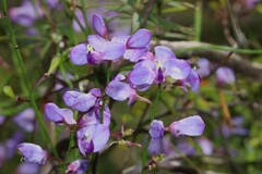 Comesperma