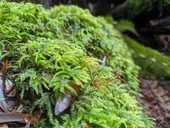 Mniodendron comosum