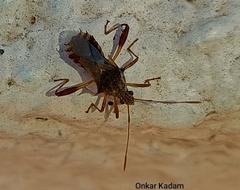 Coreoidea