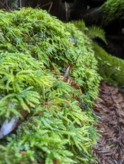 Mniodendron comosum