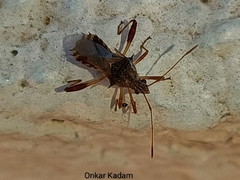 Coreoidea