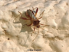 Coreoidea
