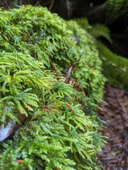 Mniodendron comosum