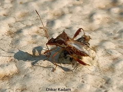 Coreoidea