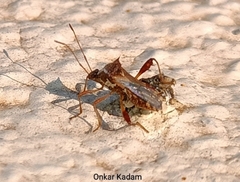 Coreoidea