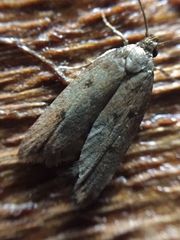 Tachystola acroxantha