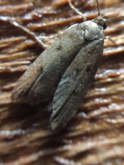 Tachystola acroxantha