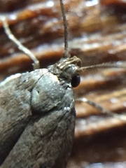 Tachystola acroxantha