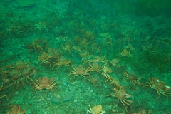 Leptomithrax gaimardii