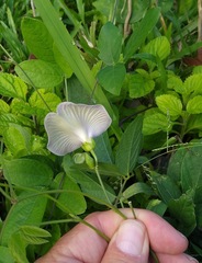 Centrosema pubescens