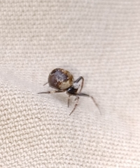 Araneus rotundulus