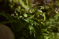 Hymenophyllum multifidum