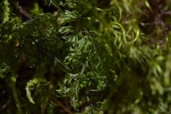 Hymenophyllum multifidum