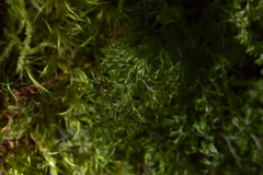 Hymenophyllum multifidum