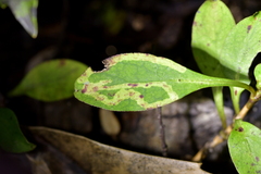 Corythoxestis zorionella