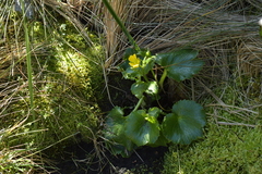 Ranunculus insignis