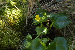 Ranunculus insignis