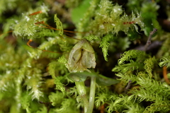 Corybas walliae