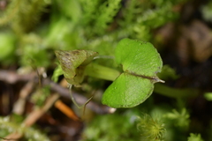 Corybas walliae