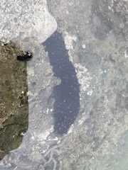 Australostichopus mollis