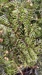 Gleichenia dicarpa