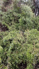 Gleichenia dicarpa
