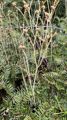 Gleichenia dicarpa