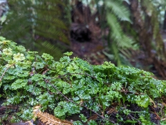 Hymenophyton flabellatum