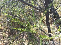 Gymnosporia buxifolia