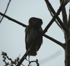 Glaucidium passerinum