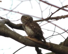 Glaucidium passerinum