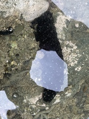 Australostichopus mollis