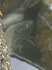 Coscinasterias muricata