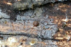 Punctum pygmaeum