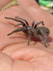 Tliltocatl epicureanus