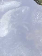 Coscinasterias muricata